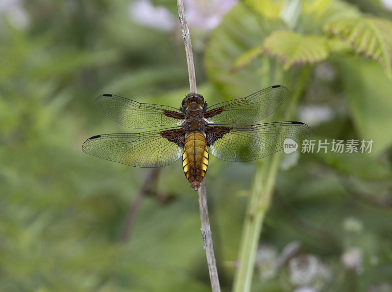 Broad-bodied猎人蜻蜓。Libellula depressa